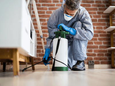 About Santa Monica Termite Experts - termite control experts in Santa Monica, CA